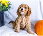 Zack - Male Cockalier Puppy for Sale - Photo #2