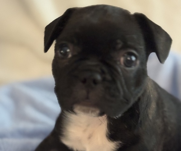 Medium Photo #1 French Bulldog Puppy For Sale in MUSCODA, WI, USA