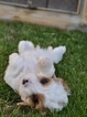 Small Photo #26 Cavapoo Puppy For Sale in PHOENIX, AZ, USA