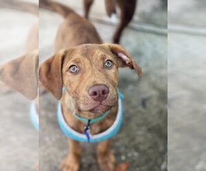 Mutt Dogs for adoption in Mount Laurel, NJ, USA