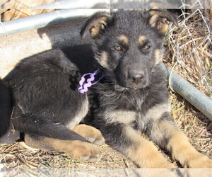 German Shepherd Dog Puppy for sale in COLUMBUS, NE, USA