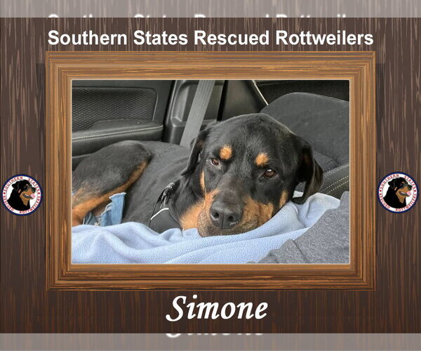 Medium Photo #2 Rottweiler-Unknown Mix Puppy For Sale in White Hall, AR, USA