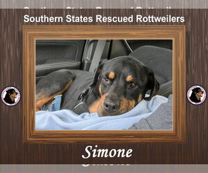 Simone - Female Rottweiler-Unknown Mix Dog for Adoption - Photo #2