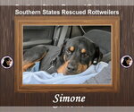 Small #1 Rottweiler Mix