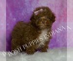Small #3 Maltipoo (Miniature)