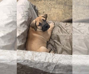 Boerboel Puppy for sale in BOWIE, MD, USA