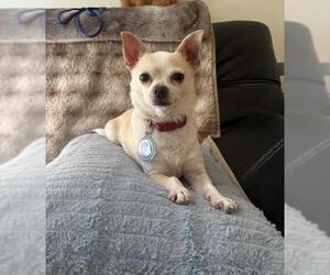 Chihuahua Dogs for adoption in Santa Barbara, CA, USA