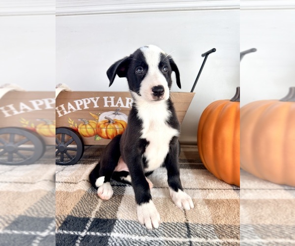 Medium Photo #5 Border Collie Puppy For Sale in GREENFIELD, IN, USA
