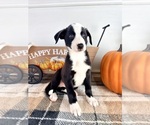 Small #4 Border Collie