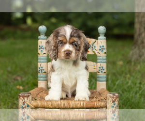 Cocker Spaniel Puppy for sale in NAPPANEE, IN, USA