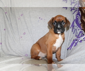 Boxer Puppy for sale in SHILOH, OH, USA