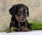 Small #8 Dachshund