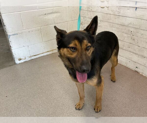 Medium Photo #1 German Shepherd Dog-Unknown Mix Puppy For Sale in San Bernardino, CA, USA