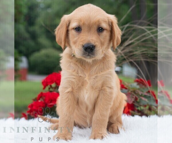 Medium Photo #5 Golden Retriever Puppy For Sale in NEWPORT, PA, USA