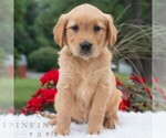 Small #4 Golden Retriever