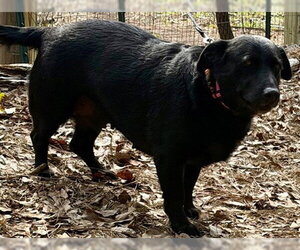 Daisy (dwarf) - Female Shepradors Dog for Adoption - Photo #3