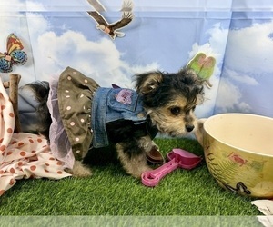 Morkie Puppy for sale in CASSVILLE, MO, USA