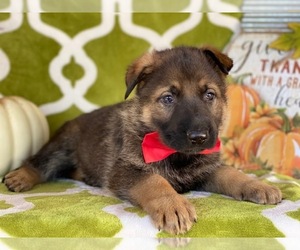 German Shepherd Dog Puppy for sale in LANCASTER, PA, USA