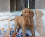Puppy Bruce Goldendoodle