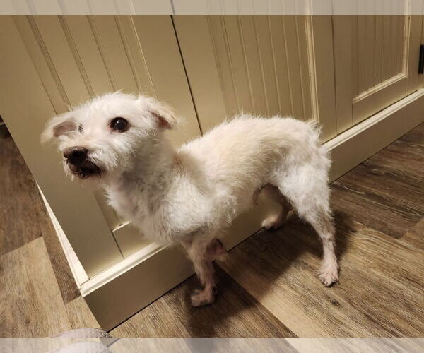 Medium Photo #3 Chihuahua-Unknown Mix Puppy For Sale in Omaha, NE, USA