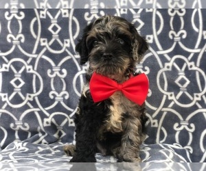 Cocker Spaniel-Poodle (Miniature) Mix Puppy for sale in LAKELAND, FL, USA
