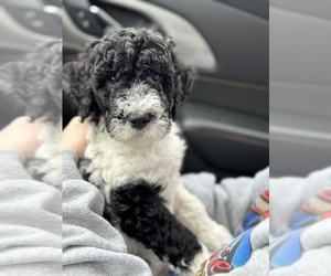 Poodle (Standard) Puppy for sale in WHITESBURG, KY, USA