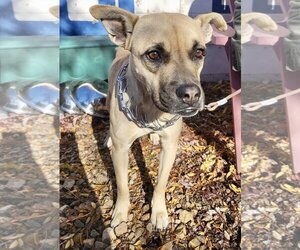 Raquel - Female Boxer-Unknown Mix Dog for Adoption - Photo #6