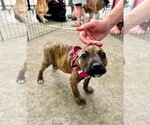 Small #2 Mountain Cur Mix