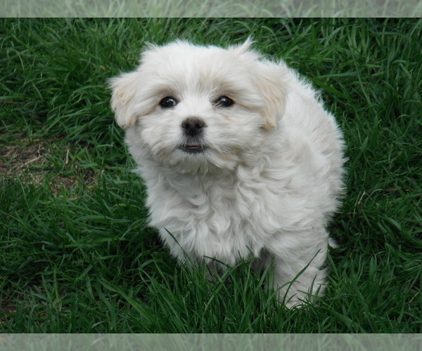Medium Photo #29 Coton de Tulear Puppy For Sale in COLUMBIA, MO, USA