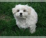 Small Photo #29 Coton de Tulear Puppy For Sale in COLUMBIA, MO, USA