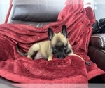 Small Photo #89 Belgian Malinois Puppy For Sale in REESEVILLE, WI, USA
