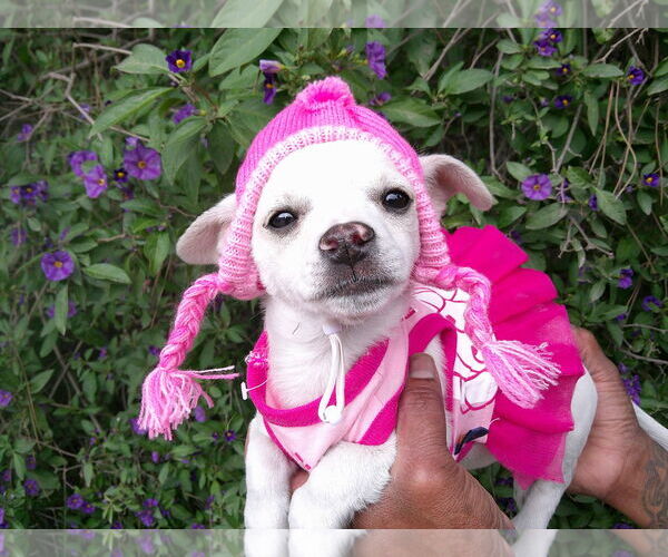 Medium Photo #1 Chihuahua-Unknown Mix Puppy For Sale in San Diego, CA, USA