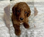 Small Photo #7 Goldendoodle (Miniature) Puppy For Sale in PENSACOLA, FL, USA