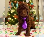Small Photo #2 Poodle (Standard) Puppy For Sale in ABILENE, TX, USA