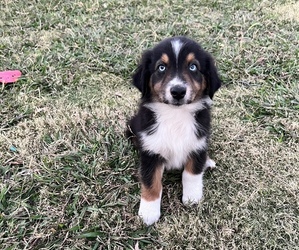 Australian Shepherd Puppy for sale in GRANDVIEW, TX, USA