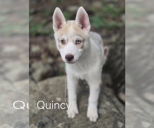 Medium Photo #1 Siberian Husky Puppy For Sale in STANHOPE, NJ, USA