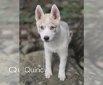 Puppy Quincy Siberian Husky