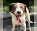 Small Border Collie Mix