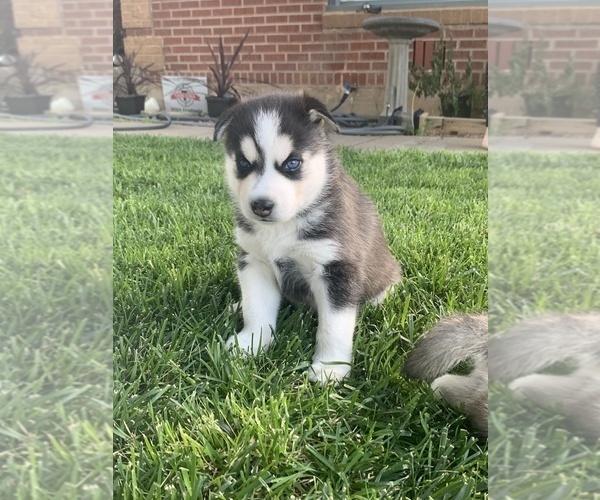 Medium Photo #3 Siberian Husky Puppy For Sale in AMARILLO, TX, USA