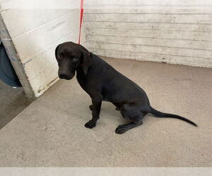 Labrador Retriever-Unknown Mix Dogs for adoption in San Bernardino, CA, USA