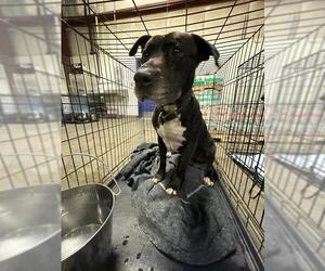 Mutt Dogs for adoption in Bakersfield, CA, USA