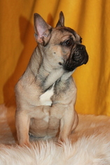 French Bulldog Puppy for sale in EVANS, WA, USA