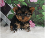 Small Photo #3 Yorkshire Terrier Puppy For Sale in WARSAW, IN, USA