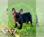 Puppy Gucci French Bulldog