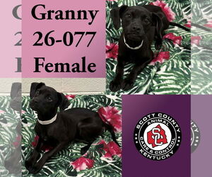 Labrador Retriever-Unknown Mix Dogs for adoption in Georgetown, KY, USA