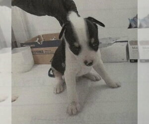 Oreo Mr. - Male Mutt Dog for Adoption - Photo #2