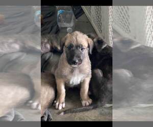 Irish Wolfhound Puppy for sale in BOONVILLE, NY, USA