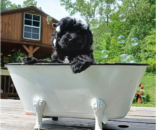 Medium Photo #1 Cavapoo Puppy For Sale in MILLVILLE, MN, USA