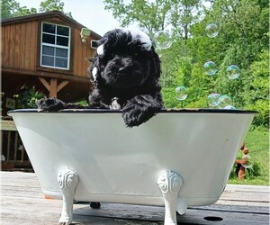 Cavapoo Puppy for sale in MILLVILLE, MN, USA