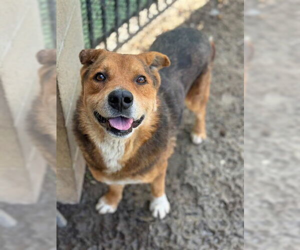 Medium Photo #2 German Shepherd Dog-Unknown Mix Puppy For Sale in Riverside, CA, USA